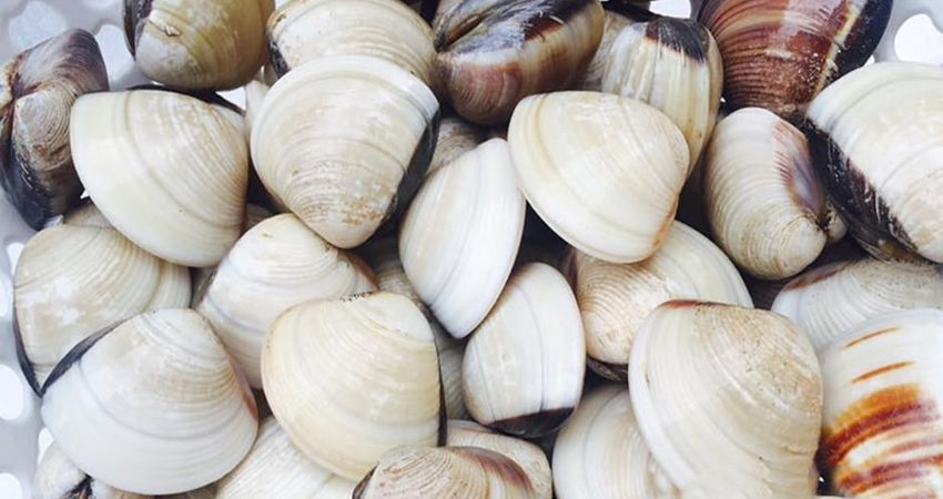 Cách Chọn Nghêu Tươi Ngon