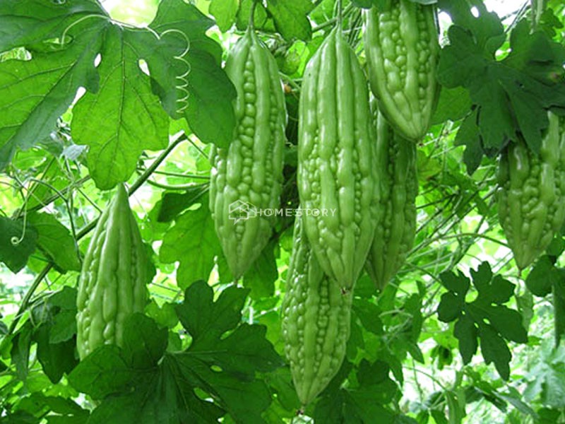 Trái Khổ Qua Mang Nhiều Ý Nghĩa Tốt Đẹp