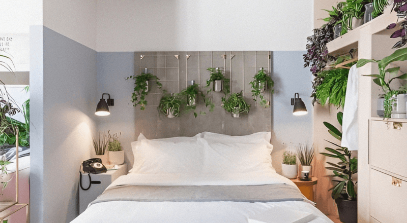 Cách Chọn Cây Cảnh Để Trong Phòng Ngủ Tốt Cho Sức Khỏe 1 Cây Cảnh Để Phòng Ngủ