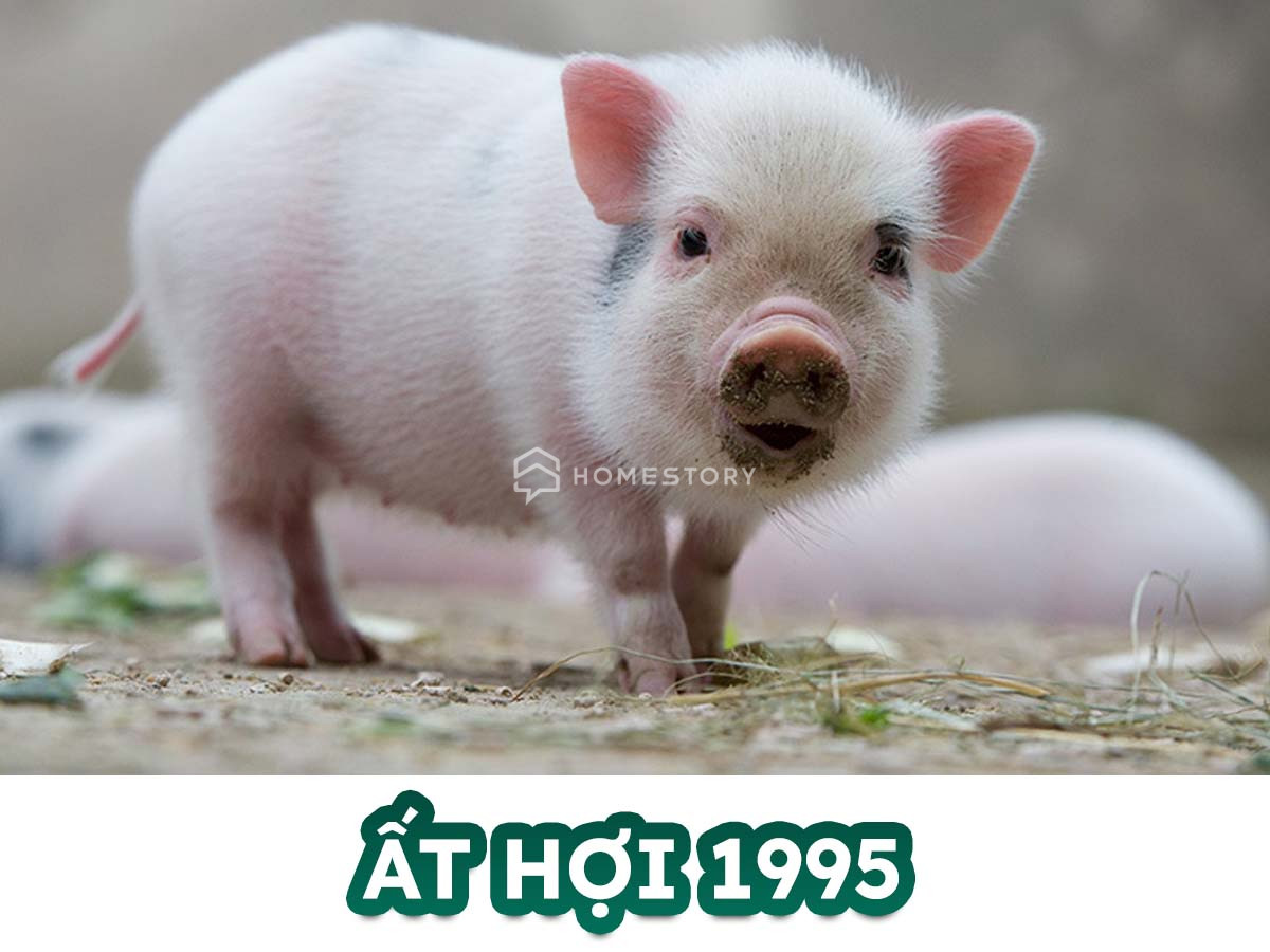 Hướng Nhà Vệ Sinh Cho Tuổi Ất Hợi 1995 Chuẩn Phong Thủy Mệnh Hỏa 16 Tìm Hiểu Về Tuổi Ất Hợi 1995 Và Hướng Nhà Vệ Sinh Hợp Tuổi Ất Hợi