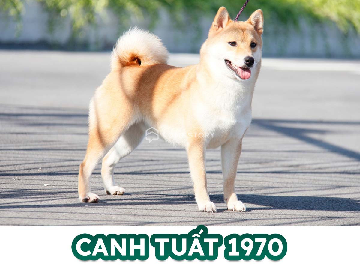 Hướng Nhà Vệ Sinh Cho Tuổi Canh Tuất 1970 Hợp Phong Thủy Nhất 16 Tìm Hiểu Về Tuổi Canh Tuất 1970 Và Hướng Nhà Vệ Sinh Hợp Tuổi Canh Tuất