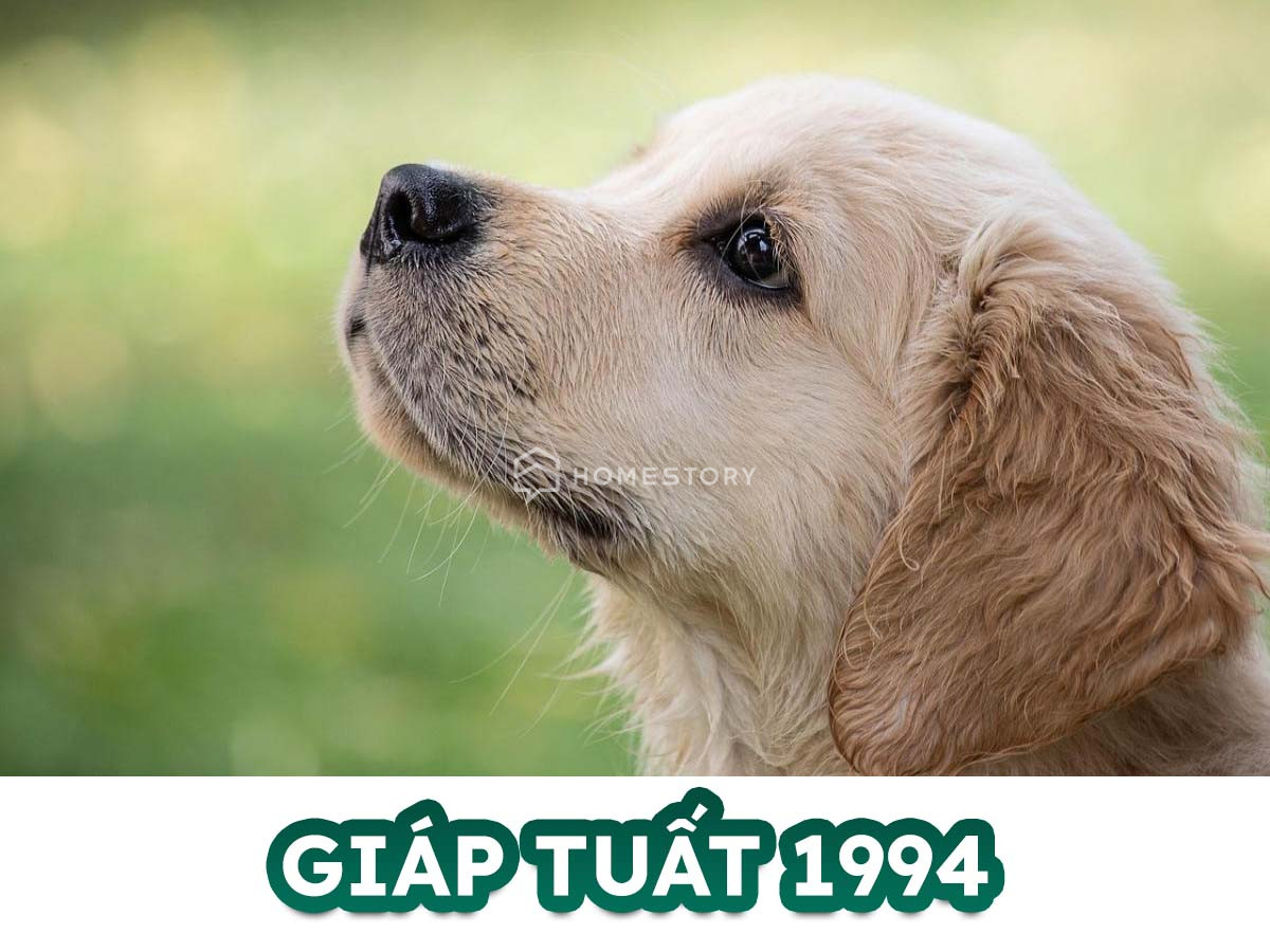 Tìm Hiểu Về Tuổi Giáp Tuất 1994 Và Hướng Nhà Vệ Sinh Hợp Tuổi Giáp Tuất