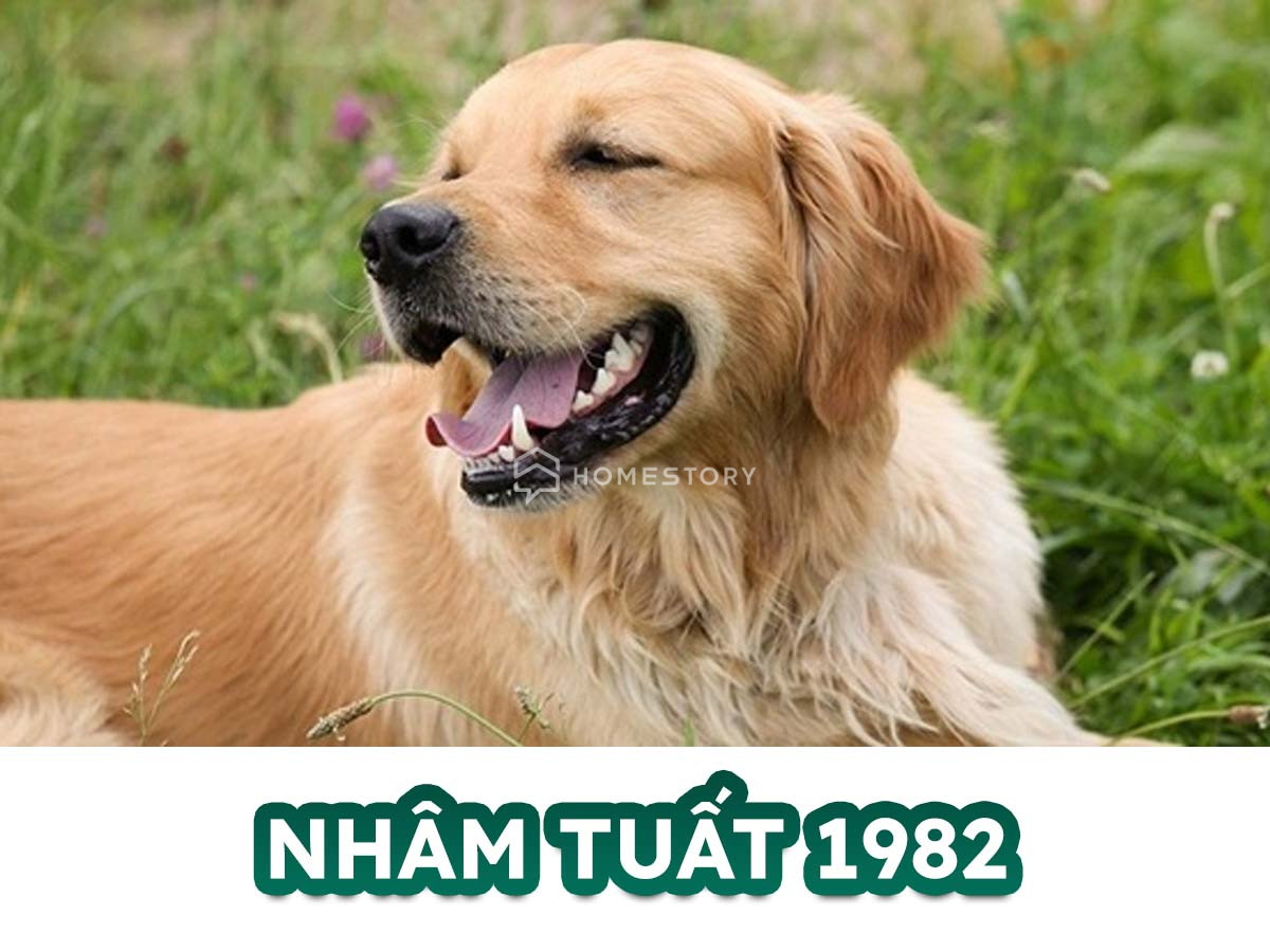 Hướng Nhà Vệ Sinh Cho Tuổi Nhâm Tuất 1982 Phát Lộc Phát Tài 16 Tìm Hiểu Về Tuổi Nhâm Tuất 1982 Và Hướng Nhà Vệ Sinh Hợp Tuổi Nhâm Tuất