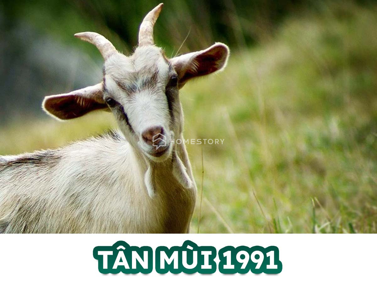 Hướng Nhà Vệ Sinh Cho Tuổi Tân Mùi 1991 Hợp Mệnh Thổ, Vượng Khí 16 Tìm Hiểu Về Tuổi Tân Mùi 1991 Và Hướng Nhà Vệ Sinh Hợp Tuổi Tân Mùi